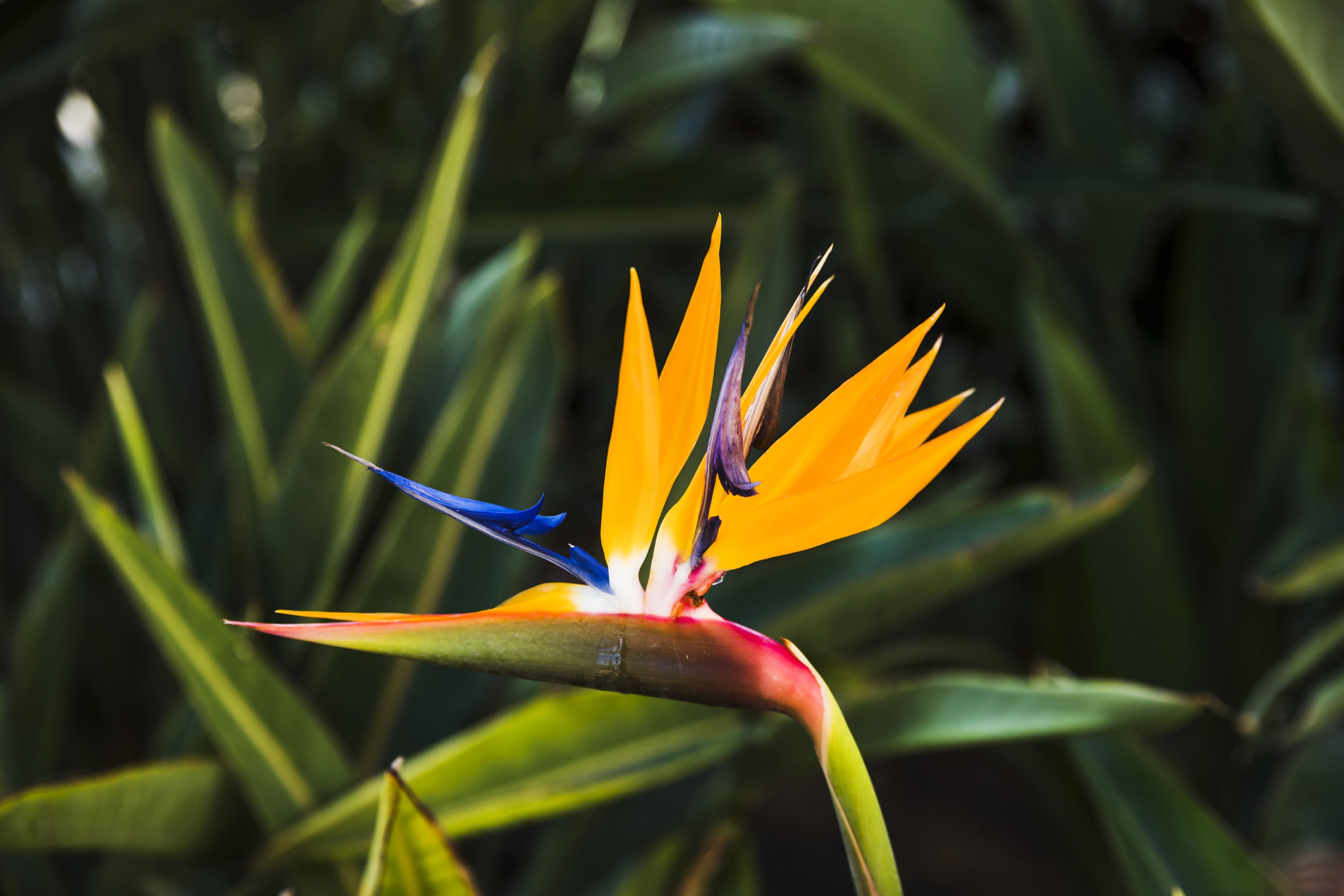 nature texture background