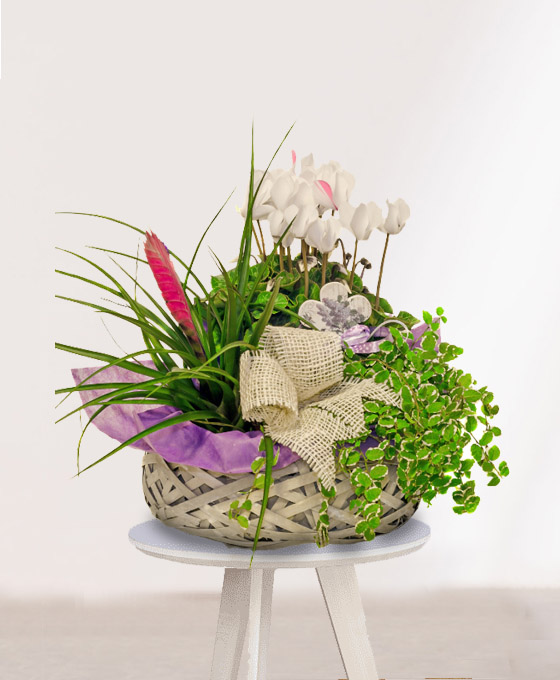 Cesta de Plantas jamaica