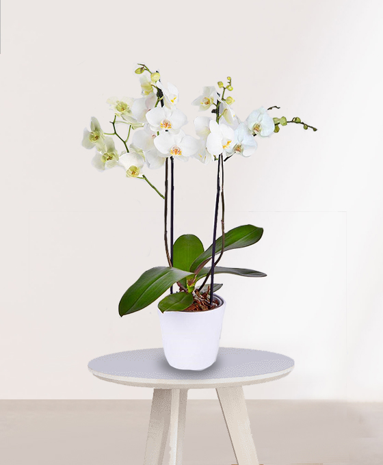 Orquidea Blanca para Regalo