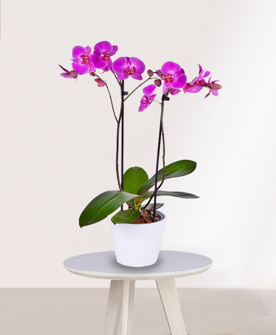 Orquidea Rosa para regalar